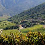 colchagua cover
